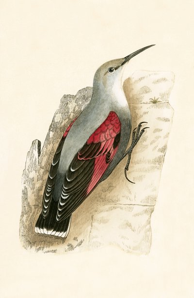 Wall Creeper ، توضيح من "تاريخ طيور أوروبا غير المرصودة في الجزر البريطانية" بقلم تشارلز روبرت بري (1811-1886) ، نشر عام 1867 بواسطة مدرسة اللغة الإنجليزية