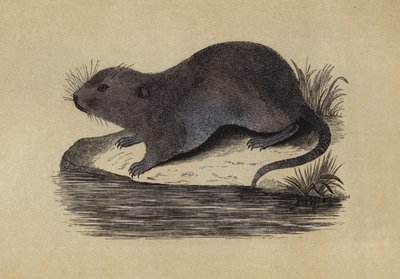 Water Rat (colour litho) بواسطة مدرسة اللغة الإنجليزية