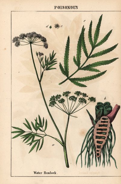 الشوكران المائي يظهر الأوراق وبنية الجذر والزهور. سيكوتا فيروسا   ، من "The Instructive Picturebook، or Lessons from the Vegetable World،" [شارلوت ماري يونج] ، إدنبرة بواسطة مدرسة اللغة الإنجليزية