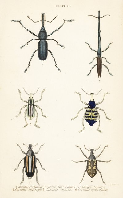 السوس: Brentus ancharago 1 و Rhina barbirostris 2 و Curculio cuviera 3 و Eupholus geoffroyi 4 و Larinus ursus 5 و Curculio sphacelatus 6 بواسطة مدرسة اللغة الإنجليزية