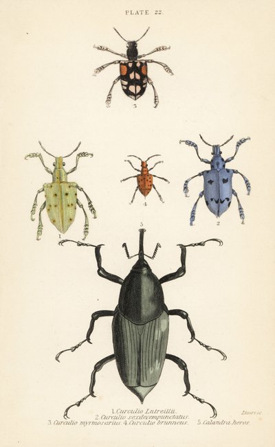 السوس والخنافس ، Weevil latreillii 1 ، Weevil sexdecempunctatus 2 ، Trichaptum mutillarius 3 ، 4 و Calandra Plssodes الكستناء البطل 5 بواسطة مدرسة اللغة الإنجليزية