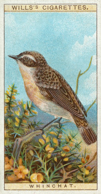 Whinchat بواسطة مدرسة اللغة الإنجليزية