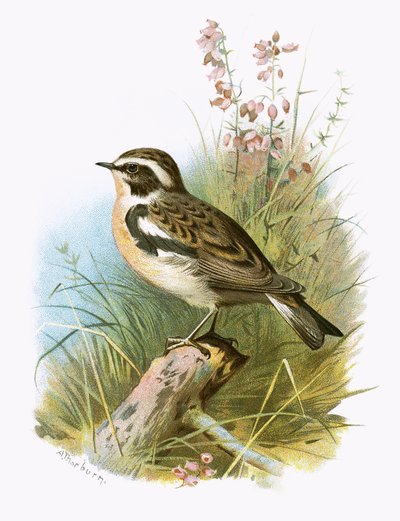 Whinchat بواسطة مدرسة اللغة الإنجليزية
