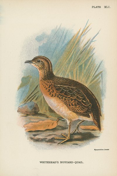 وايتهيد Bustard-Quail بواسطة مدرسة اللغة الإنجليزية