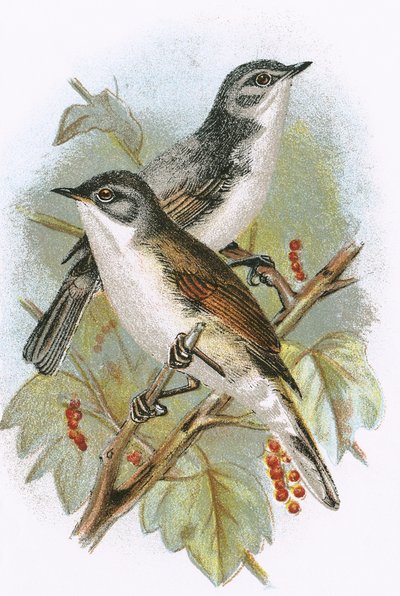 Whitethroat (السفلي) و Whitethroat الصغرى (العلوي) بواسطة مدرسة اللغة الإنجليزية