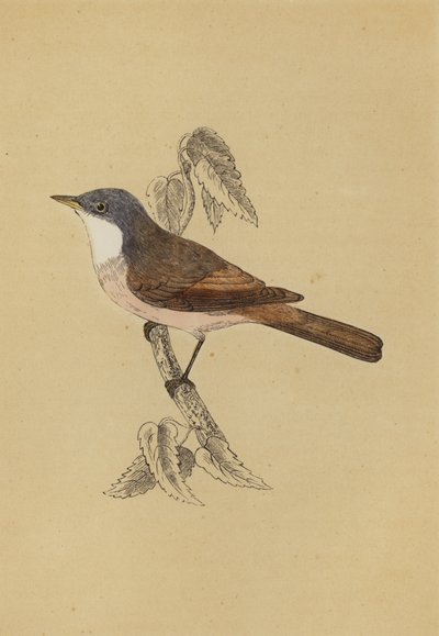 Whitethroat (colour litho) بواسطة مدرسة اللغة الإنجليزية