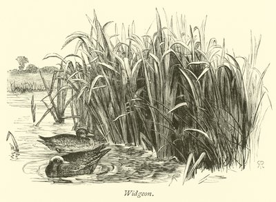 Widgeon بواسطة مدرسة اللغة الإنجليزية