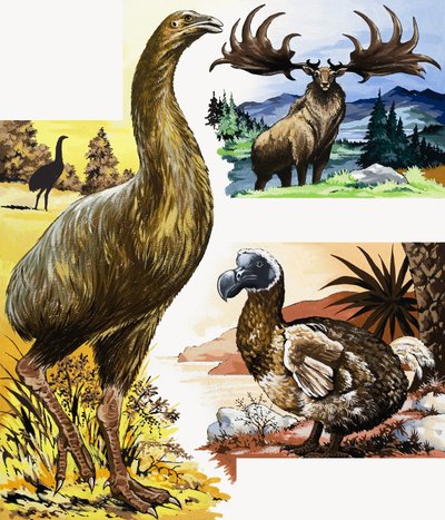 مونتاج الحيوانات البرية بواسطة مدرسة اللغة الإنجليزية