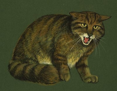 Wildcat بواسطة English School