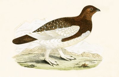 Willow Grouse ، توضيح من "تاريخ طيور أوروبا غير المرصودة في الجزر البريطانية" بقلم تشارلز روبرت بري (1811-1886) ، نشر عام 1867 (لون ليثو) بواسطة مدرسة اللغة الإنجليزية