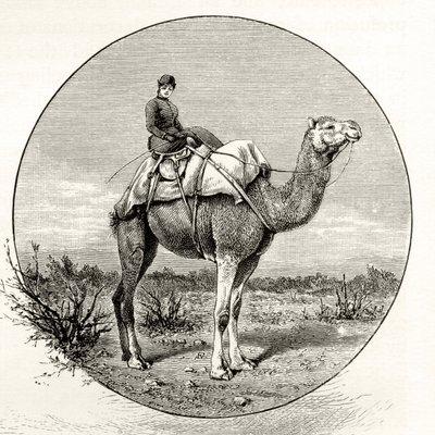 امرأة على جمل في أستراليا ، c.1880 ، من "الصور الأسترالية" بقلم هوارد ويلوبي ، نشرتها جمعية المسالك الدينية ، لندن ، 1886 بواسطة مدرسة اللغة الإنجليزية