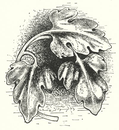 Wood carving: Leaf (engraving) بواسطة مدرسة اللغة الإنجليزية