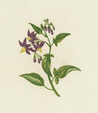 الباذنجان الخشبي ، أو الحلو المر ، Solanum Dulcamara (لون ليثو) بواسطة مدرسة اللغة الإنجليزية