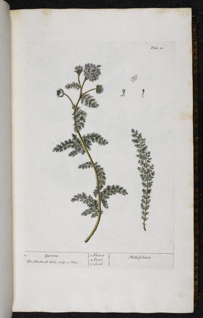 يارو ، اللوحة 18 من "A Curious Herbal ..." بواسطة إليزابيث بلاكويل بواسطة مدرسة اللغة الإنجليزية