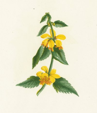 Yellow Weasel-Snout، Galeobdolon Luteum بواسطة مدرسة اللغة الإنجليزية