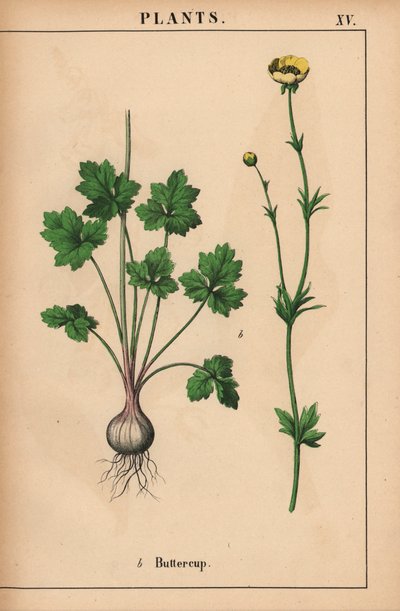 الحوذان الأصفر  ، من "The Instructive Picturebook، or Lessons from the Vegetable World،" [شارلوت ماري يونج] ، إدنبرة بواسطة مدرسة اللغة الإنجليزية