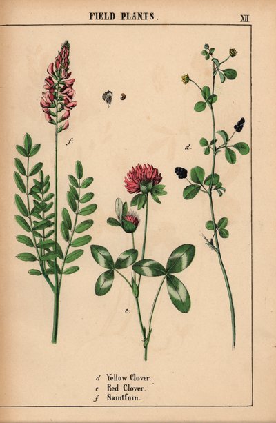 البرسيم الأصفر ، البرسيم الأحمر و saintfoin أو sainfoin  ، من "The Instructive Picturebook، or Lessons from the Vegetable World،" [شارلوت ماري يونج] ، إدنبرة بواسطة مدرسة اللغة الإنجليزية
