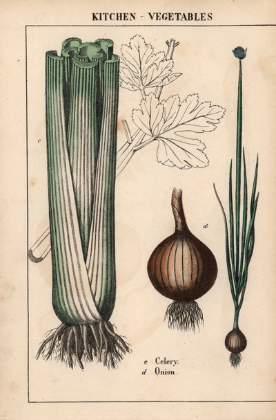 ، من "The Instructive Picturebook، or Lessons from the Vegetable World،" [شارلوت ماري يونج] ، إدنبرة بواسطة مدرسة اللغة الإنجليزية