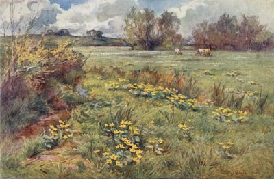 الحقول بلا مسار بواسطة إرنست بينجر أو بيرنجر