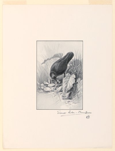 مقبض كأس الصين ، جوهرة المجموعة بواسطة Ernest Thompson Seton