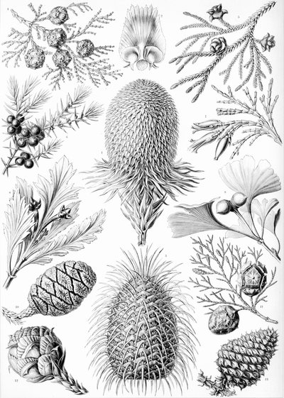 أمثلة على Coniferae من "Kunstformen der Natur" بواسطة ارنست (بعد) هيكل