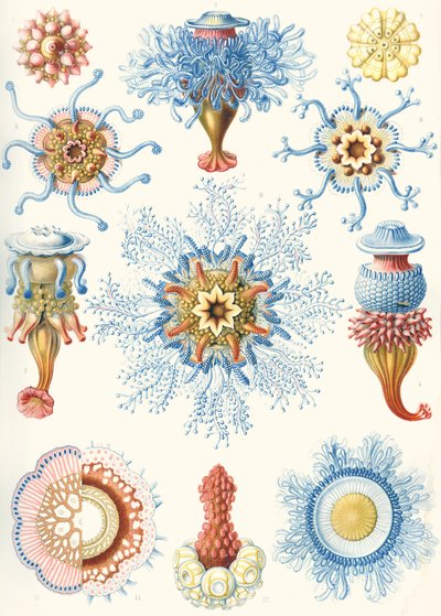 أمثلة على Siphonophorae من "أشكال فن الطبيعة" بواسطة ارنست (بعد) هيكل