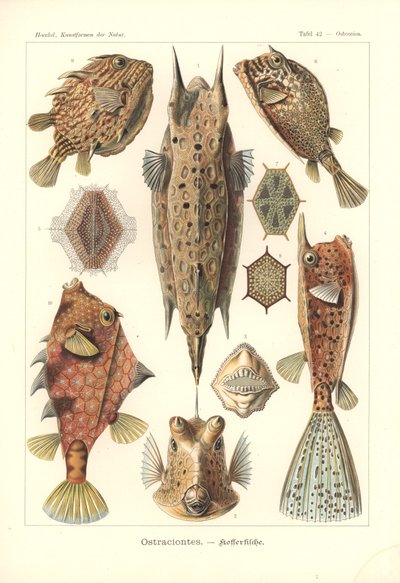 Ostracion - teleosts ، Pl.42 من "Kunstformen der Natur" ، محفور بواسطة Adolf Giltsch ، نُشر عام 1904 (حجر ملون) بواسطة ارنست (بعد) هيكل
