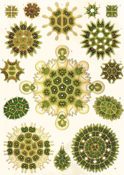 مجموعة متنوعة من Pediastrum من "أشكال فنية من الطبيعة" بواسطة ارنست (بعد) هيكل