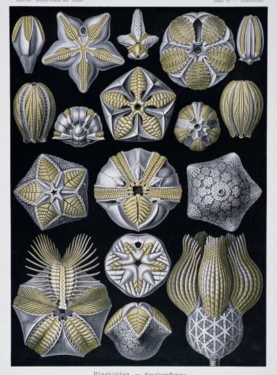 Blastoidea ، لوحة من Artforms of Nature ، حوالي 1899-1904 (نقش ملون) بواسطة إرنست هيجل