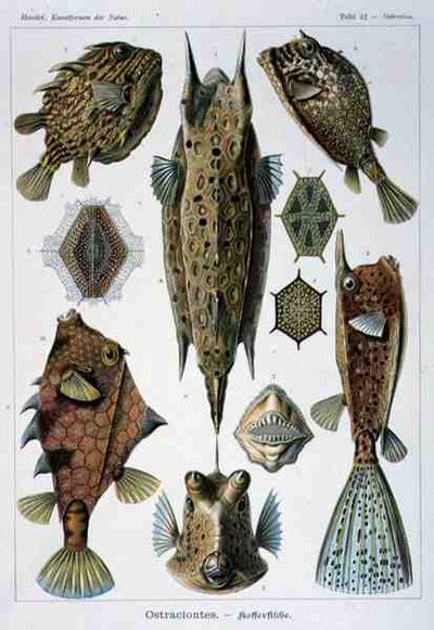 Ostraciontes ، لوحة من Artforms of Nature بواسطة إرنست هيجل