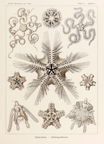 اللوحة 10 Ophiothrix Ophiodea من "Kunstformen der Natur" (أشكال فنية في الطبيعة) رسمها إرنست هيجل (1834-1919) بواسطة إرنست هيجل