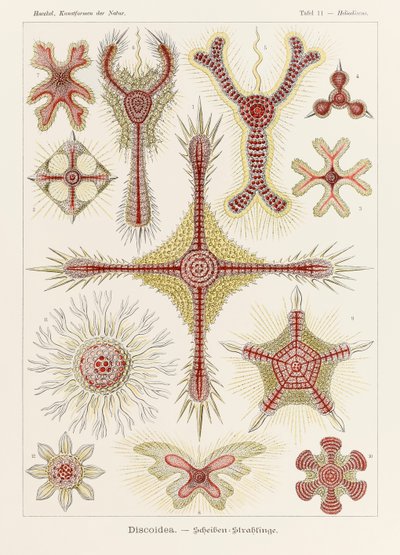 اللوحة 11 Heliodiscus Discoidea من "Kunstformen der Natur" (أشكال فنية في الطبيعة) رسمها إرنست هيجل (1834-1919) بواسطة إرنست هيجل