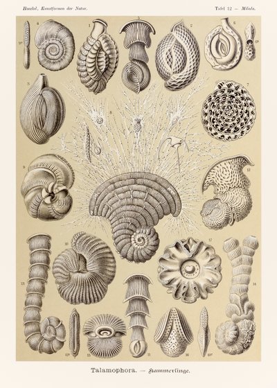 اللوحة 12 ميليولا تالاموفورا من "Kunstformen der Natur" (أشكال فنية في الطبيعة) رسمها إرنست هيجل (1834-1919) بواسطة إرنست هيجل