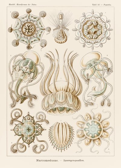 اللوحة 16 Pegantha Narcomedusae من "Kunstformen der Natur" (أشكال فنية في الطبيعة) رسمها إرنست هيجل (1834-1919) بواسطة إرنست هيجل