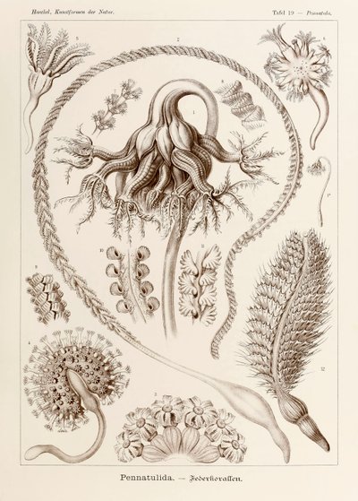 اللوحة 19 بيناتولا بيناتوليدا من "Kunstformen der Natur" (أشكال فنية في الطبيعة) رسمها إرنست هيجل (1834-1919) بواسطة إرنست هيجل