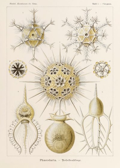 اللوحة 1 Circogonia Phaeodaria من "Kunstformen der Natur" (أشكال فنية في الطبيعة) رسمها إرنست هيجل (1834-1919) بواسطة إرنست هيجل