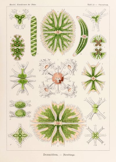 اللوحة 24 Staurastrum Desmidiea من "Kunstformen der Natur" (أشكال فنية في الطبيعة) رسمها إرنست هيجل (1834-1919) بواسطة إرنست هيجل