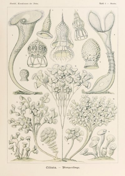 اللوحة 3 Stentor Ciliata من "Kunstformen der Natur" (أشكال فنية في الطبيعة) رسمها إرنست هيجل (1834-1919) بواسطة إرنست هيجل