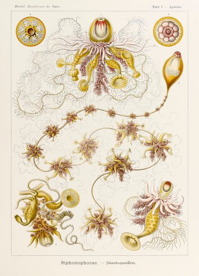 اللوحة 7 Epibulia Siphonophorae من "Kunstformen der Natur" (أشكال فنية في الطبيعة) رسمها إرنست هيجل (1834-1919) بواسطة إرنست هيجل