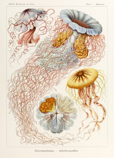 اللوحة 8 Desmonema Discomedusae من "Kunstformen der Natur" (أشكال فنية في الطبيعة) رسمها إرنست هيجل (1834-1919) بواسطة إرنست هيجل