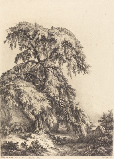 العرعر شجرة 1840. بواسطة يوجين بليري