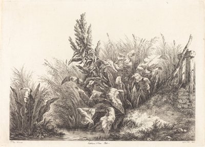 Patience d'eau ، دراسة Patience-Dock ، 1840. بواسطة يوجين بليري