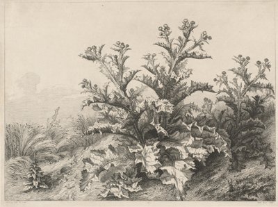The Great Thistle Le Grand Chardon ، 1843. بواسطة يوجين بليري