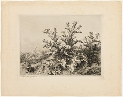 The Large Thistle ، اللوحة الثالثة من نباتات Les quatres grandes بواسطة يوجين بليري