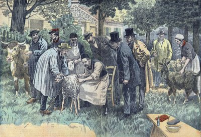 لويس باستور (1822-1895) ، عالم الأحياء الفرنسي ، أجرى تجارب ناجحة في بويلي لو فورت بناءً على طلب جمعية ميلون الزراعية ، لفيروس الجمرة الخبيثة على قطيع من الأغنام والأبقار والماعز. رسم Damblans. بواسطة يوجين دامبلانز