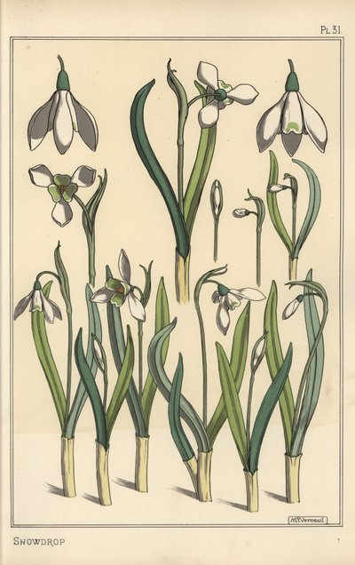 توضيح نباتي لقطرة الثلج ، Galanthus nivalis بواسطة يوجين جراست