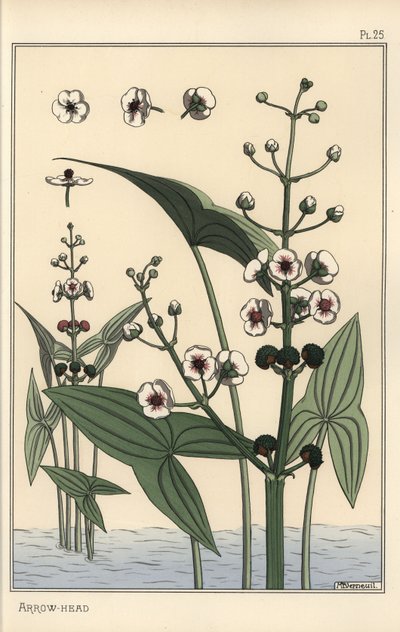 توضيح نباتي لرأس السهم ، Sagittaria sagittifolia بواسطة يوجين جراست