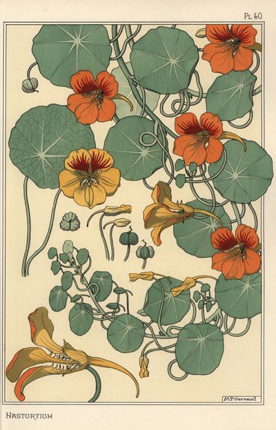 دراسة نباتية Nasturtium بواسطة يوجين جراست
