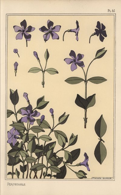 دراسة نبات نكة Periwinkle بواسطة يوجين جراست