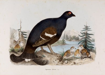 تمثيل الديك الصغير من الصيادين أو الديك من البتولا بواسطة أوجينيو بيتوني